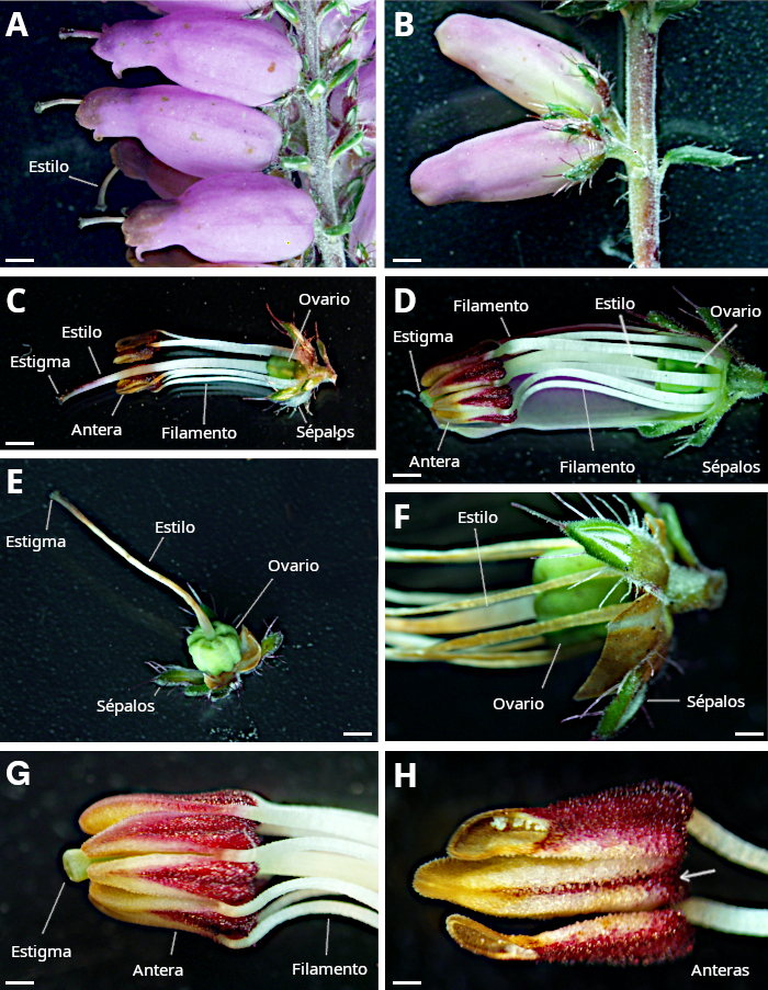 Eirca ciliaris: flor