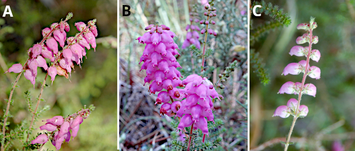 Flower of Erica ciliaris