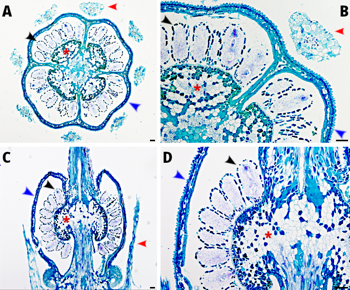 Eirca ciliaris: flor
