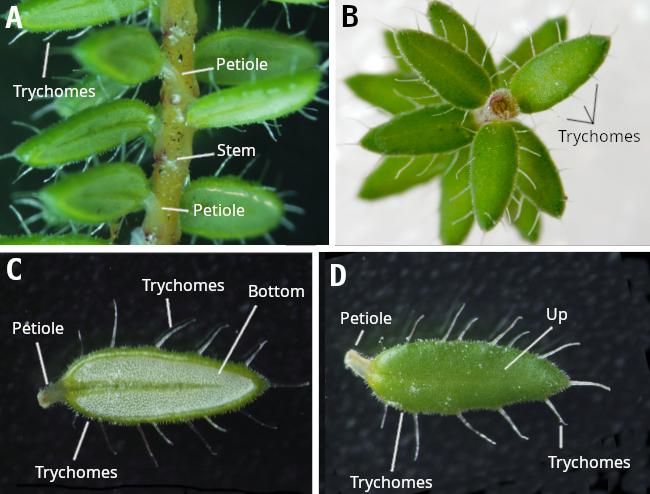 Leaves of Erica ciliaris
