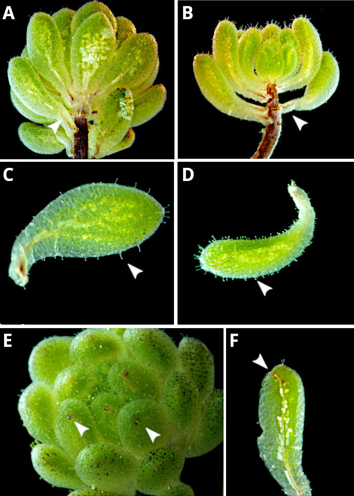 Sedum hirsutum