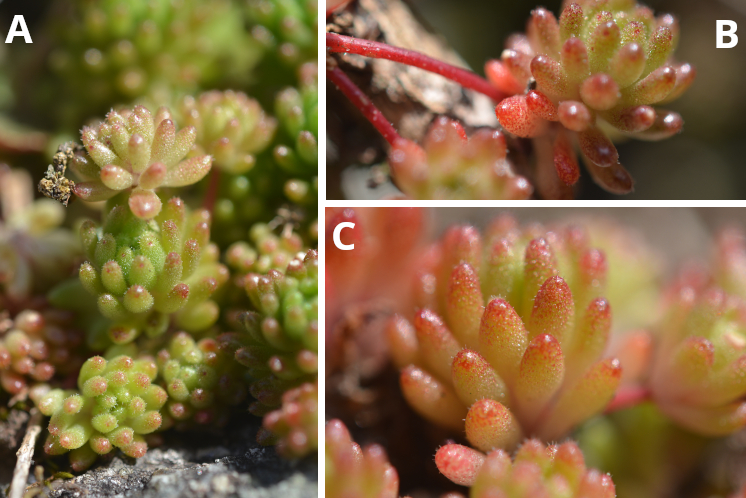 Sedum hirsutum
