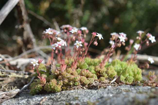 Sedum hirsutum