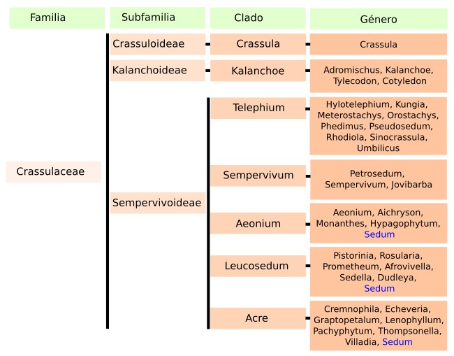 Sedum es polifilético