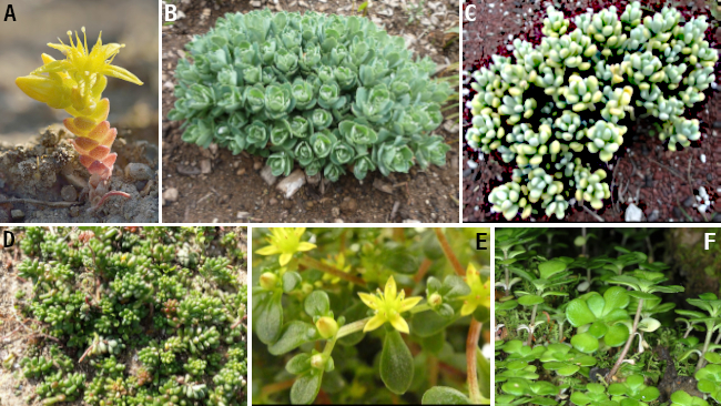 Especies de Sedum
